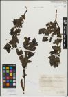 Foto von Salix mielichhoferi Saut.